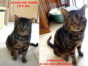 Je m'appelle INGO et je suis un chat formidale