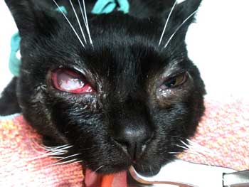 L'oeil est tr�s abim�