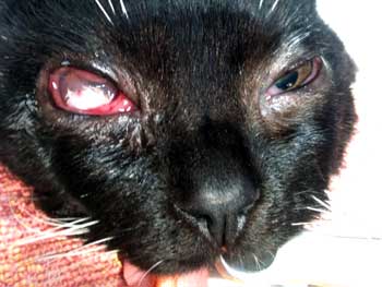 On pratique une greffe