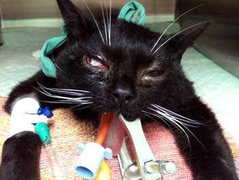 La greffe a r�ussi