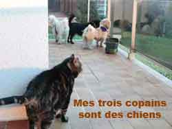 je suis gentil avec les chiens